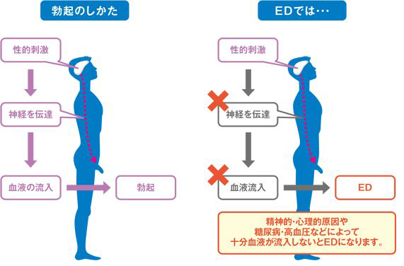 勃起のメカニズム