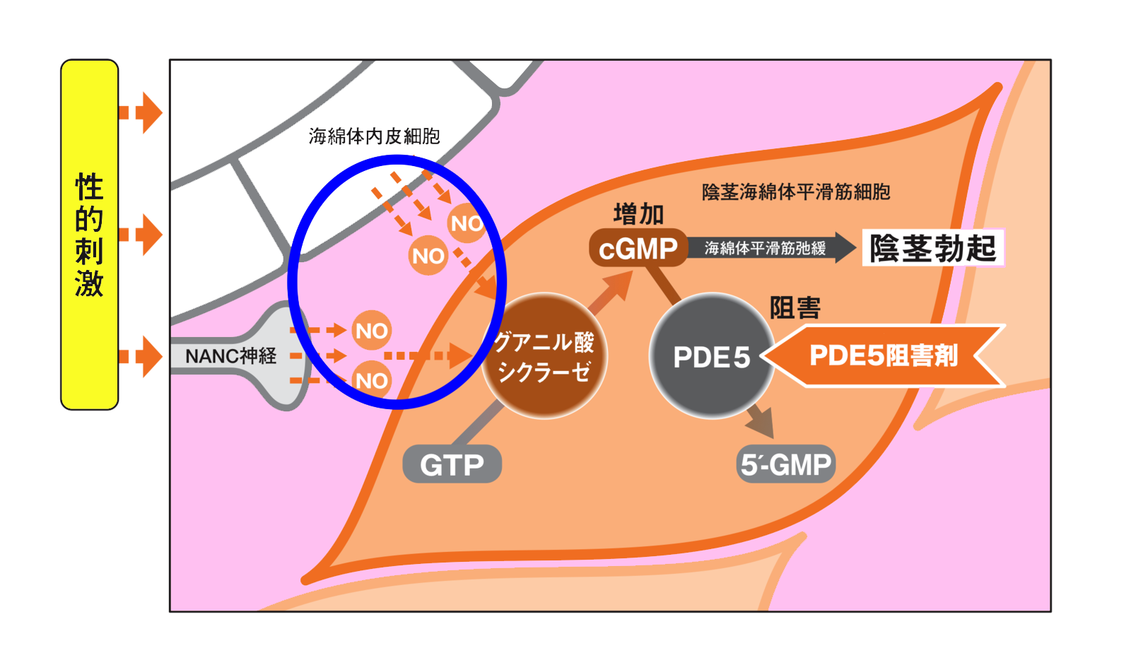 勃起に必要なもの