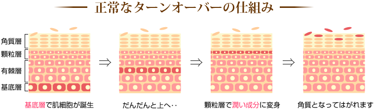正常なターンオーバーの仕組み