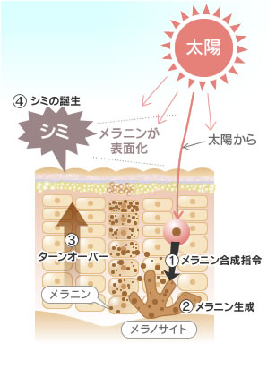 メラニンとは?