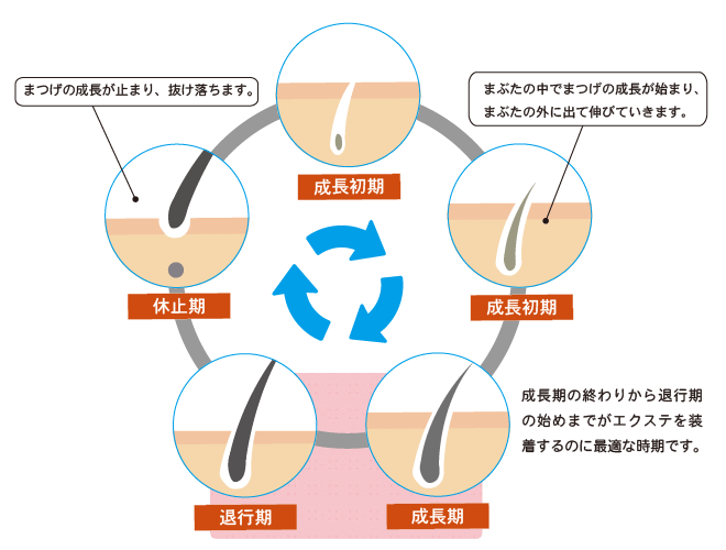 まつ毛が伸びるメカニズム