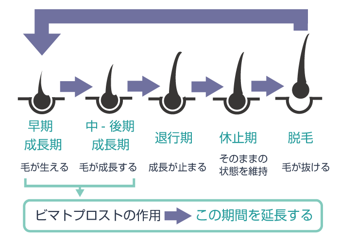 まつ毛育毛剤の効果はいつから?