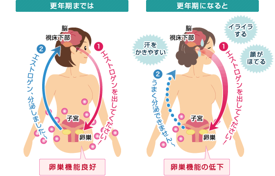 更年期障害のメカニズム