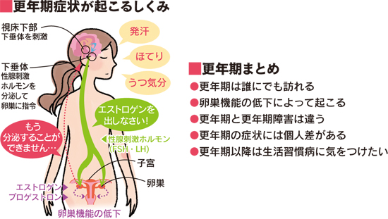 更年期障害が起こる仕組み